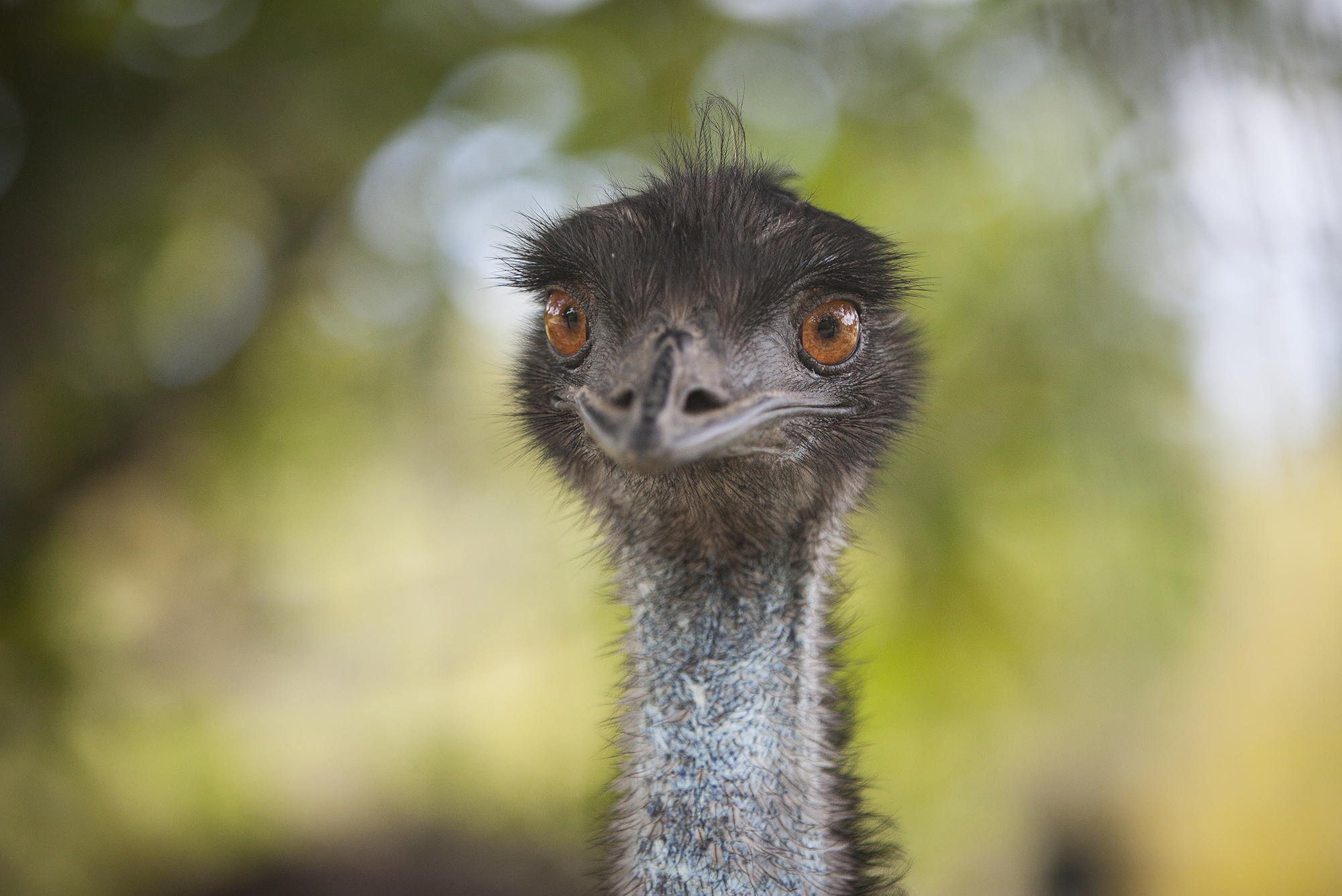 Emu