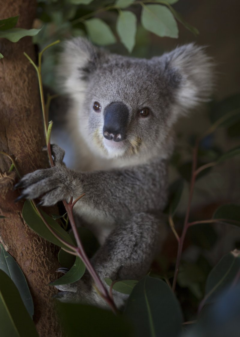 Koala