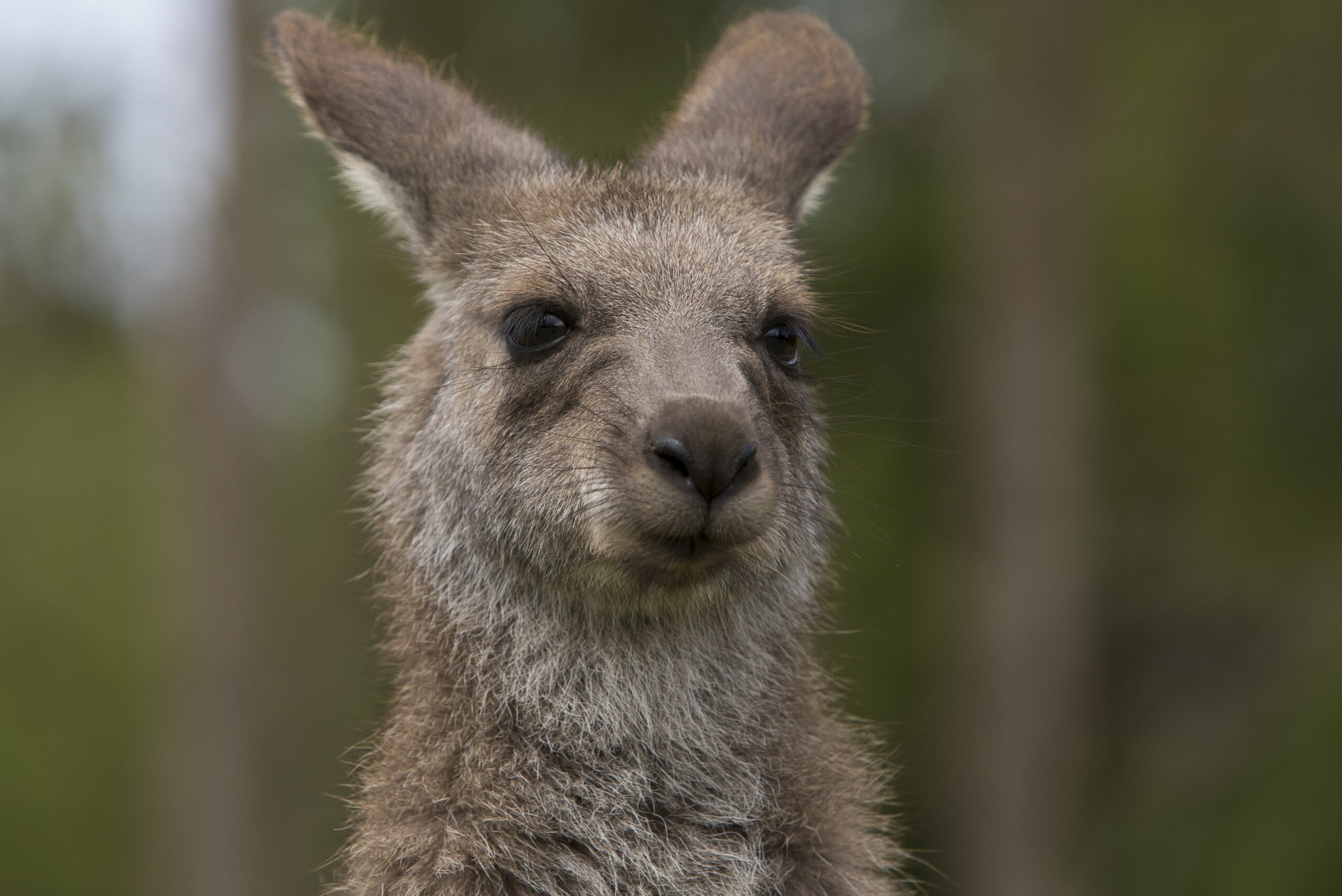 Eastern Grey Kangaroo at Symbio Zoo