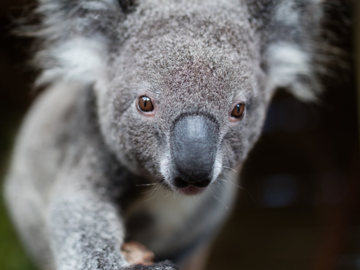 Koala at Symbio Zoo