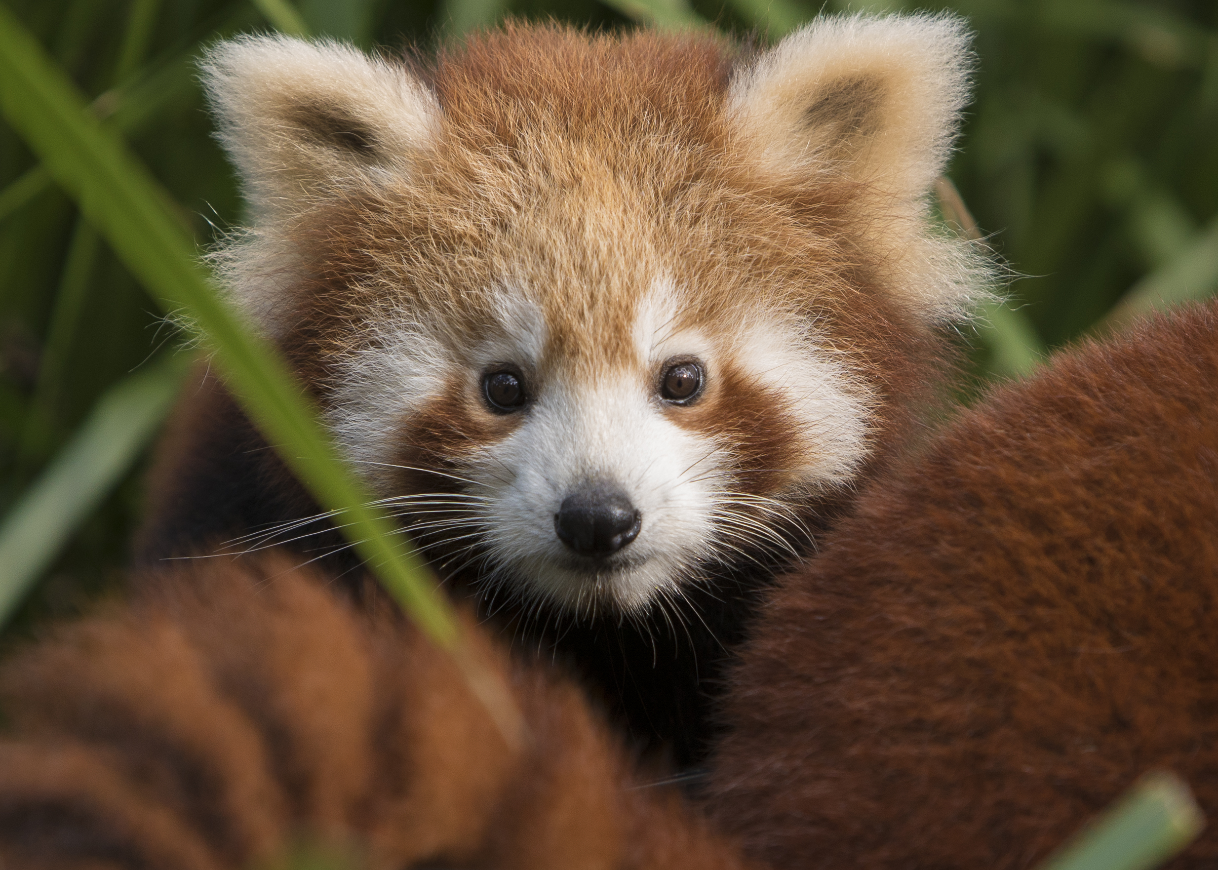 Red Panda