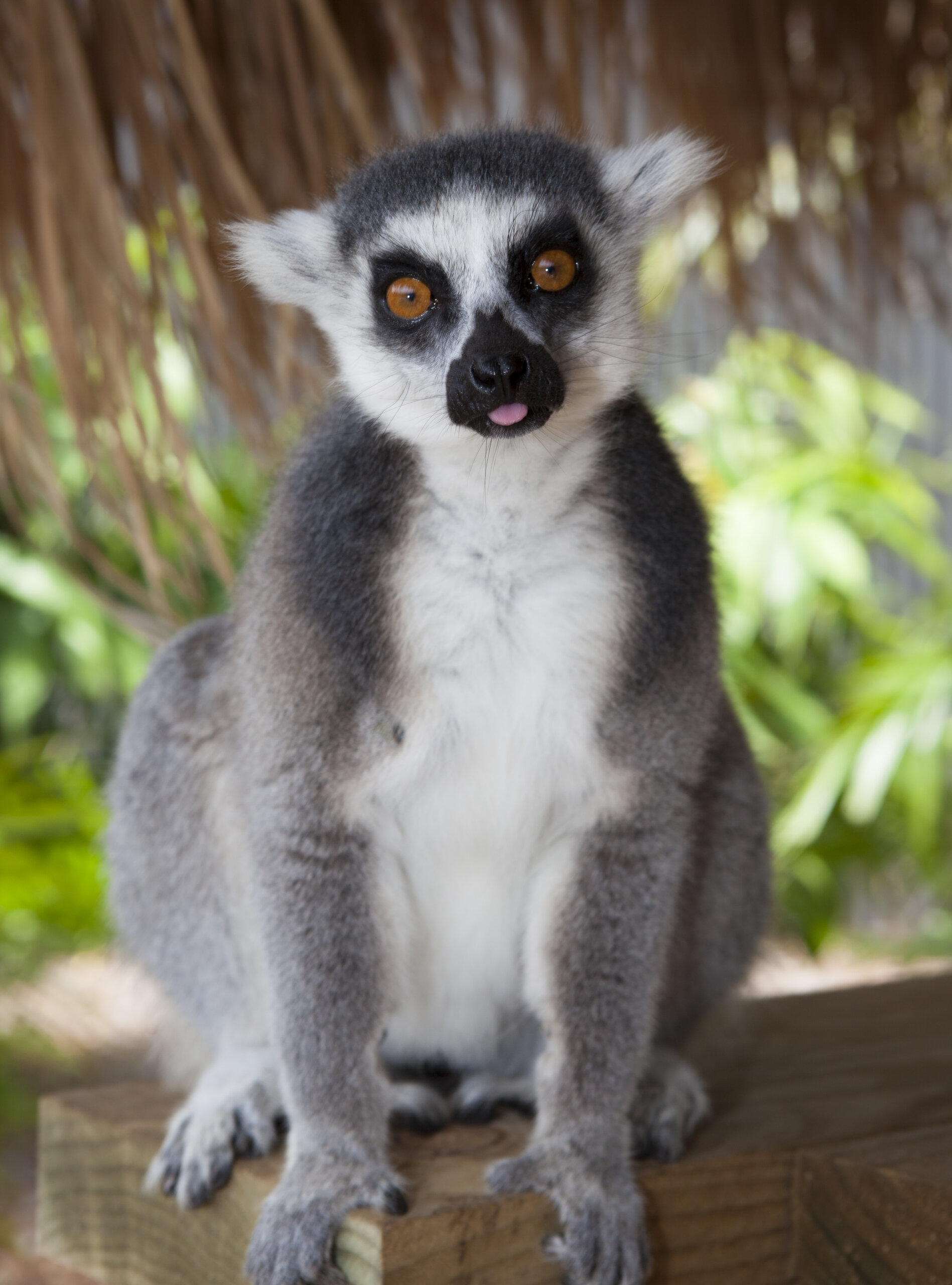 Ring Tailed Lemur