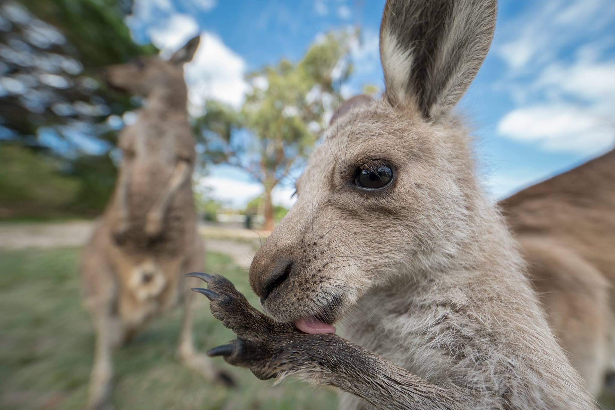 Eastern Grey Kangaroo