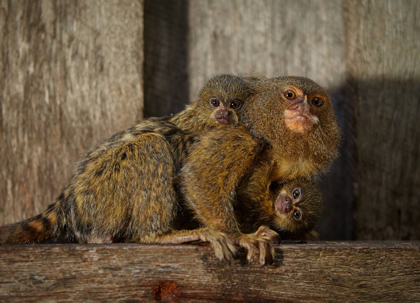 Monkeys at Symbio Zoo