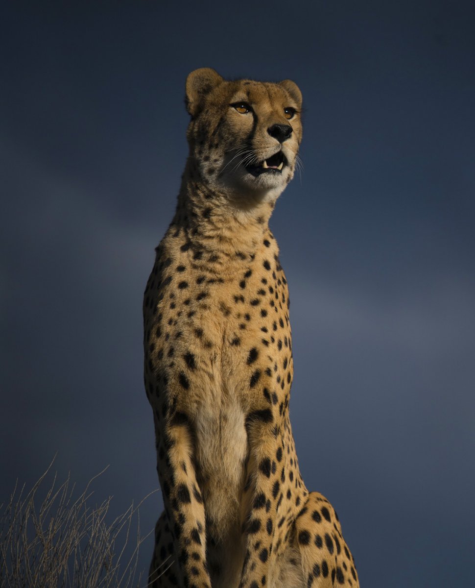 Cheetah at Symbio Zoo