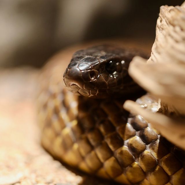 Inland Taipan Snake at Symbio Zoo