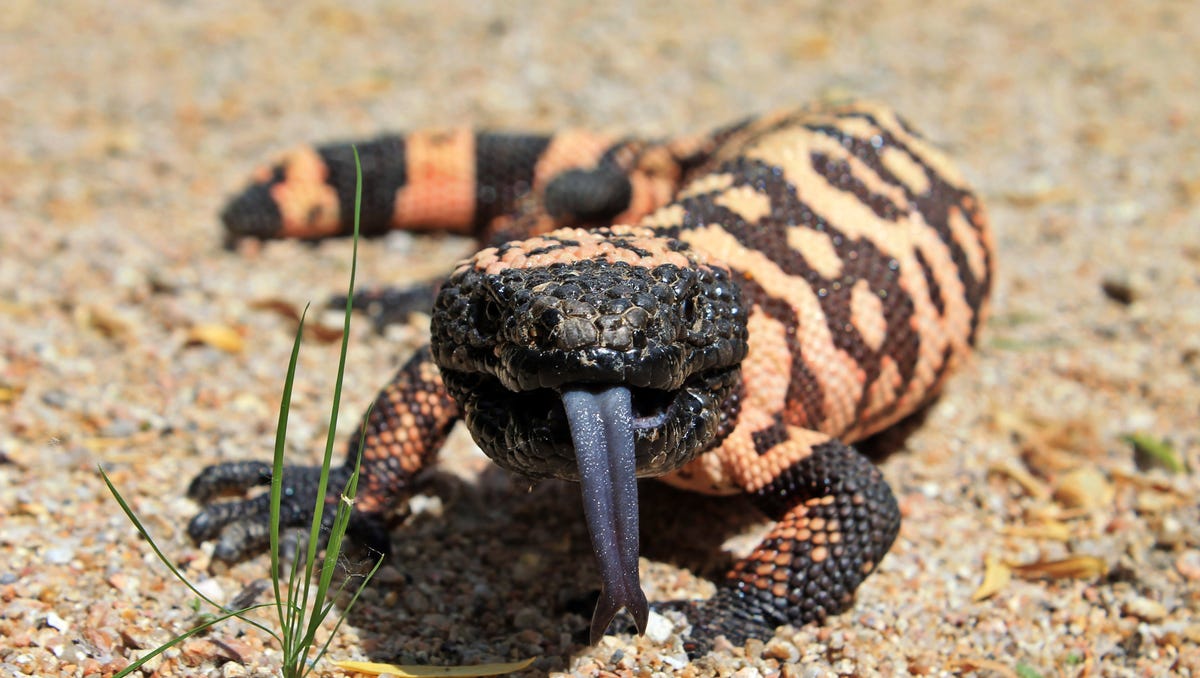 Gila Monster at Symbio Zoo
