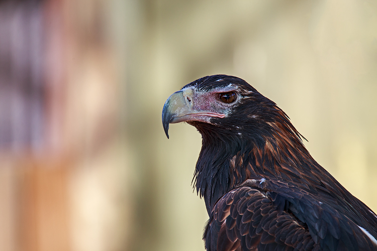 Wedge-tailed Eagle at Symbio Zoo