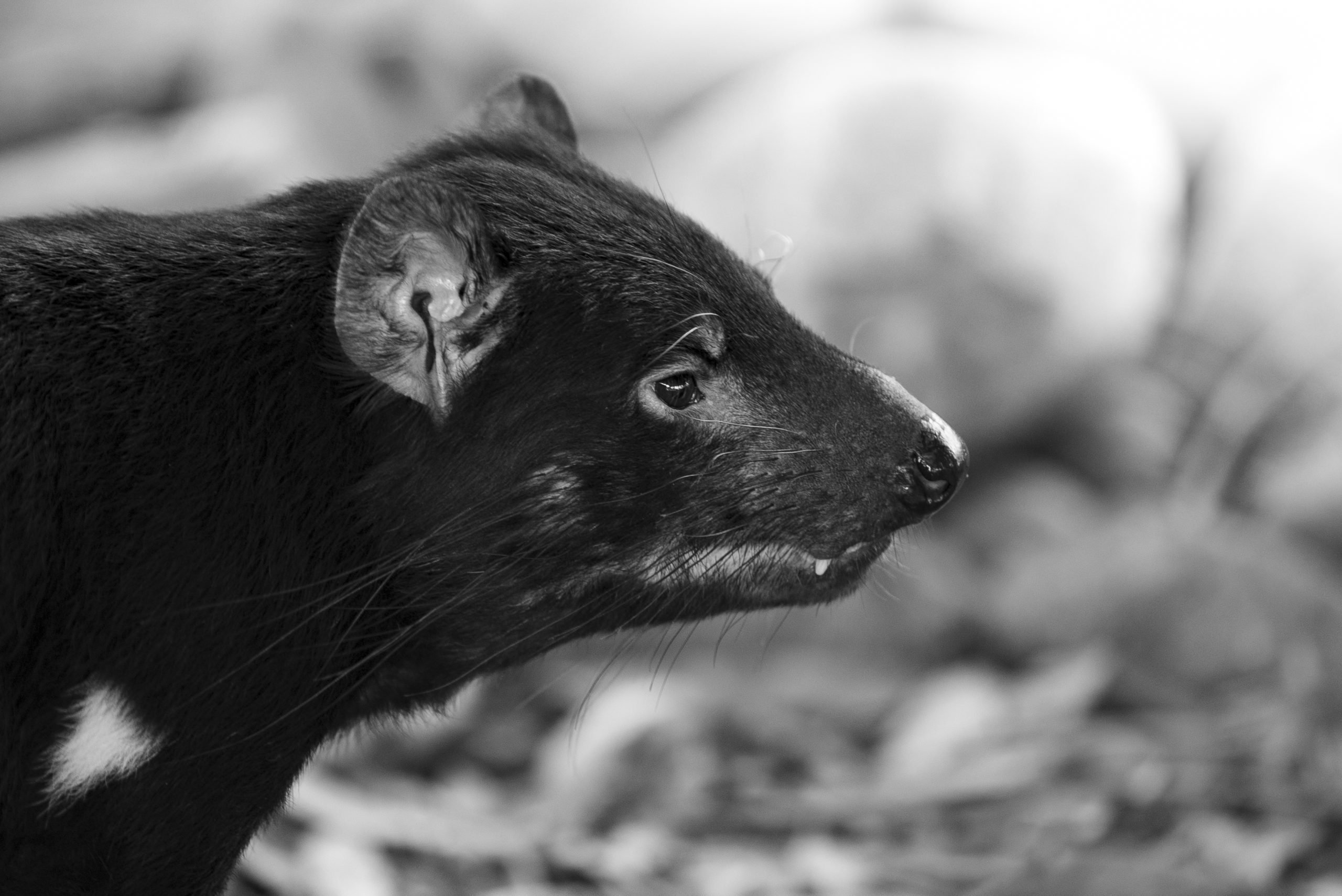Tasmanian Devil at Symbio Zoo