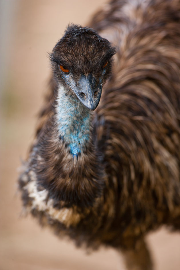 Emu at Symbio Zoo