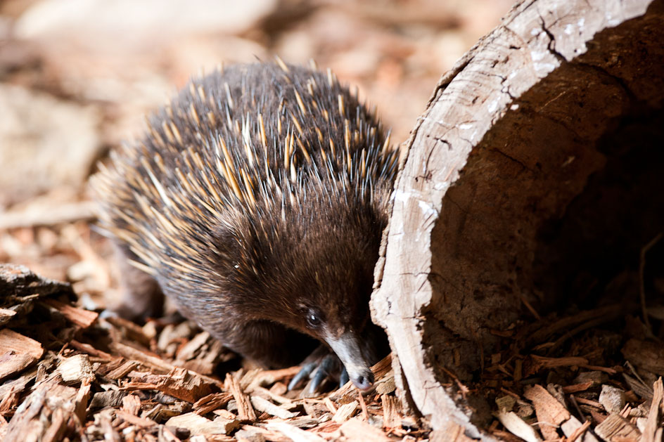 Echidna at Symbio Zoo