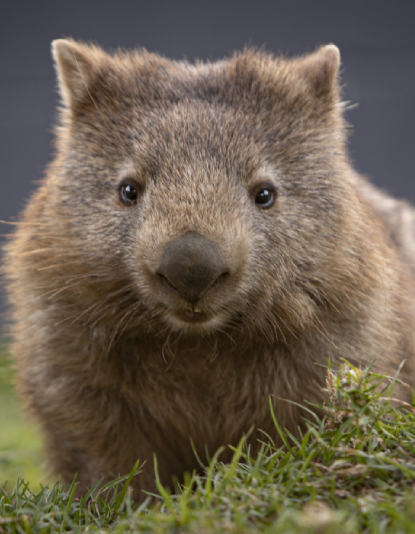 Common Wombat