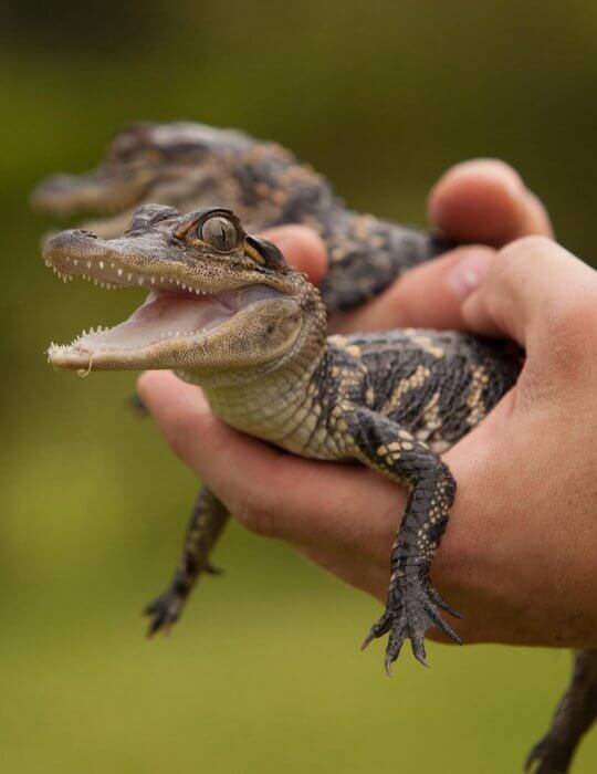 Freshwater Crocodile at Symbio Zoo