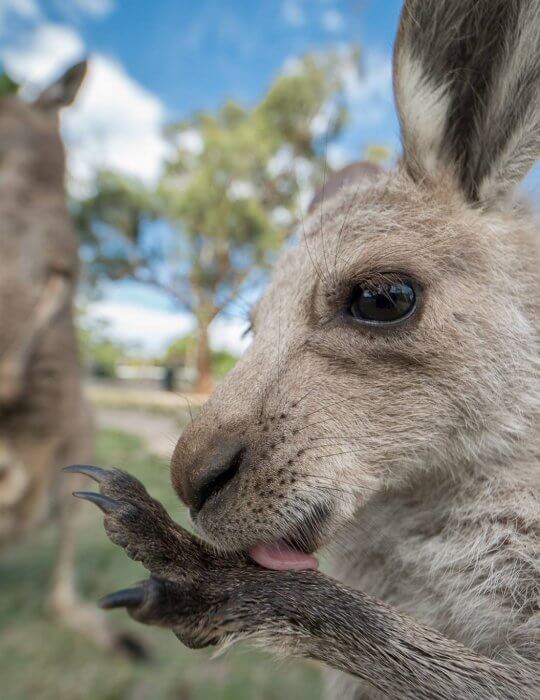Feed the Kangaroos