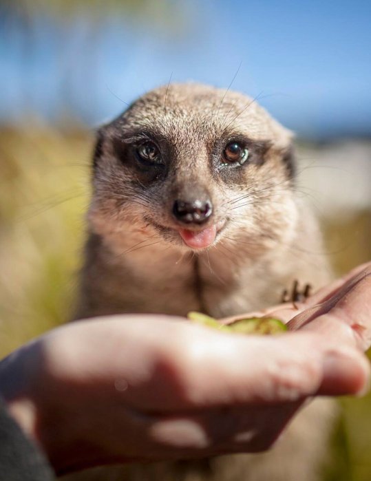Meerkat at Symbio Zoo