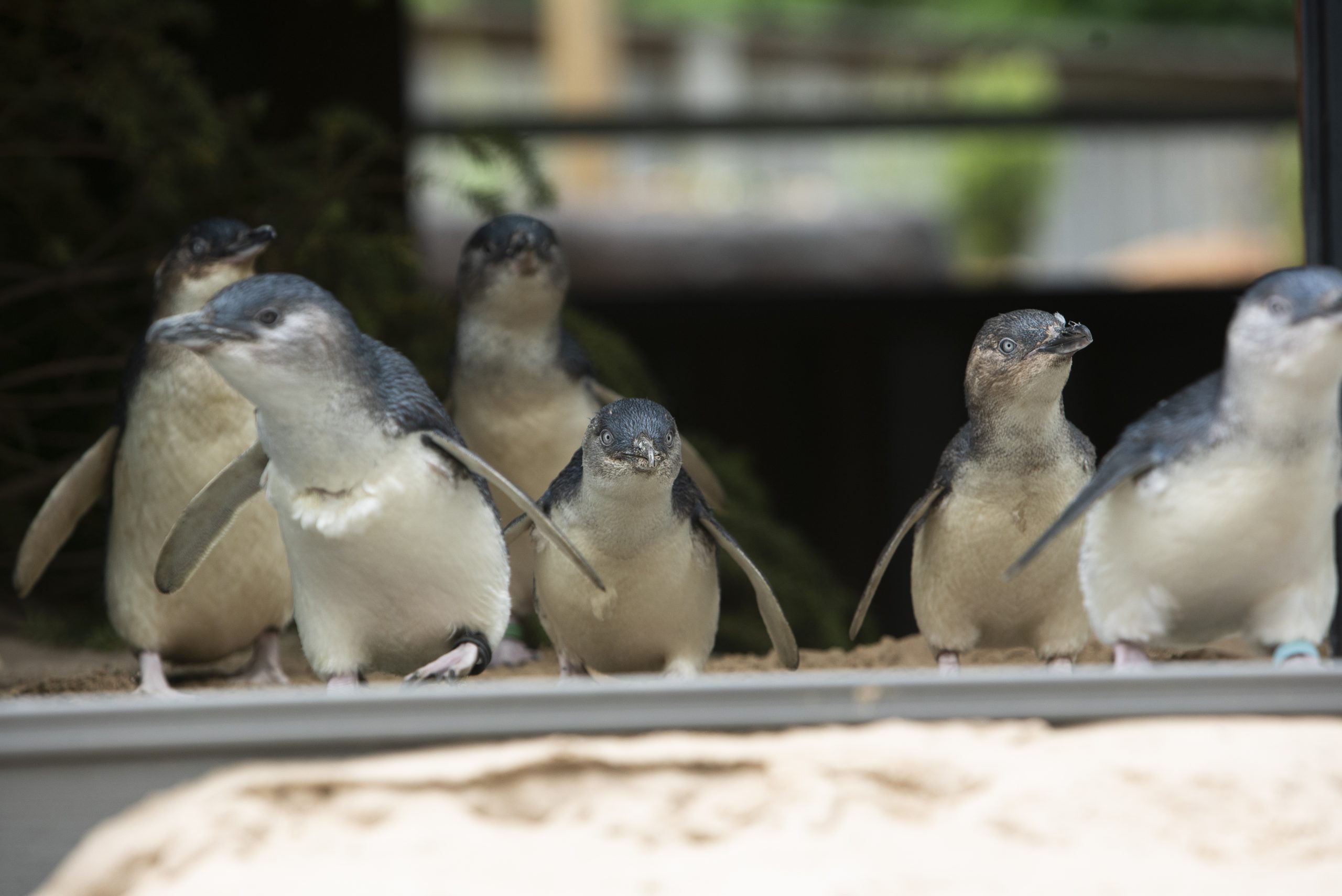 Little Penguin Experience