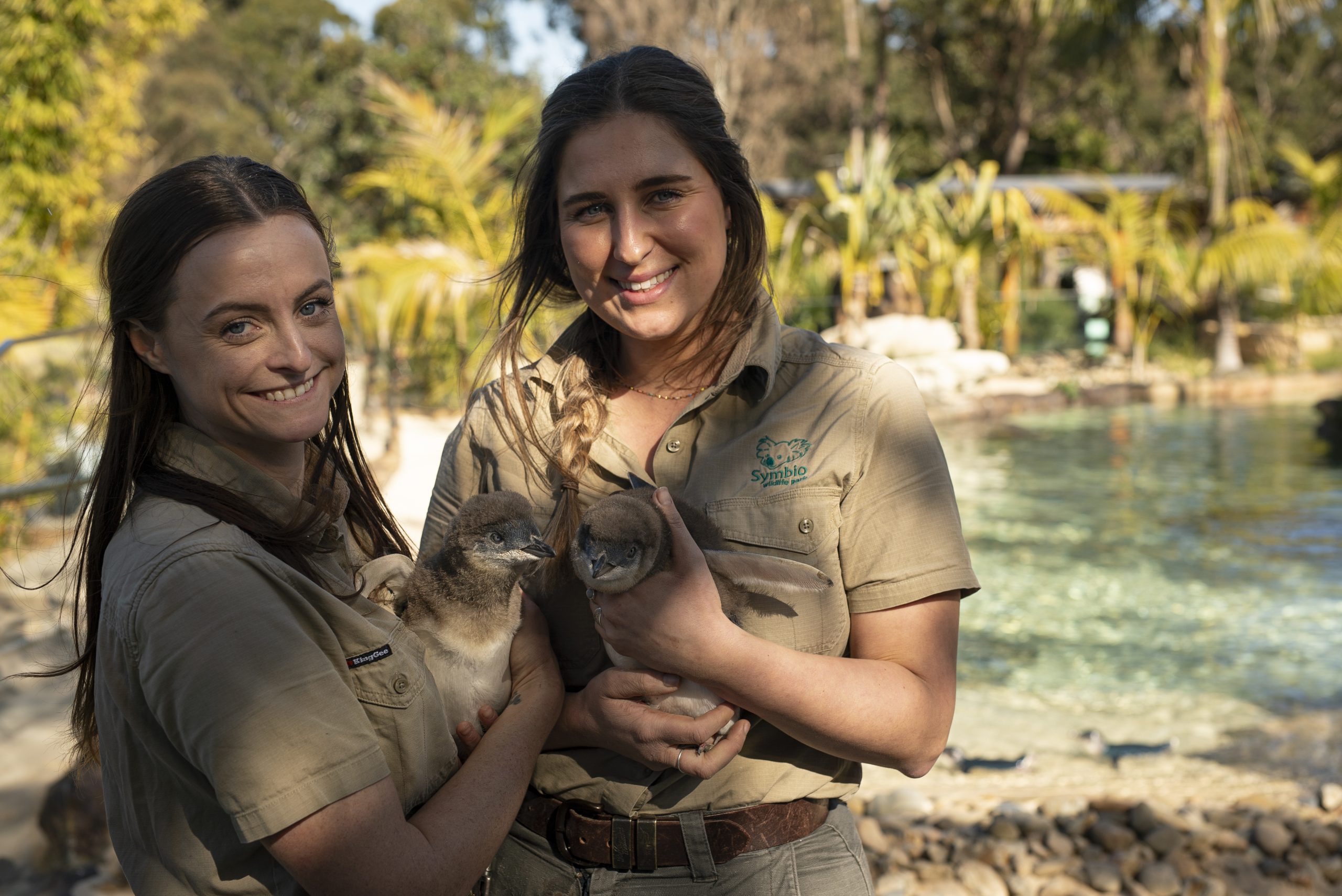 Little Penguin at Symbio Zoo