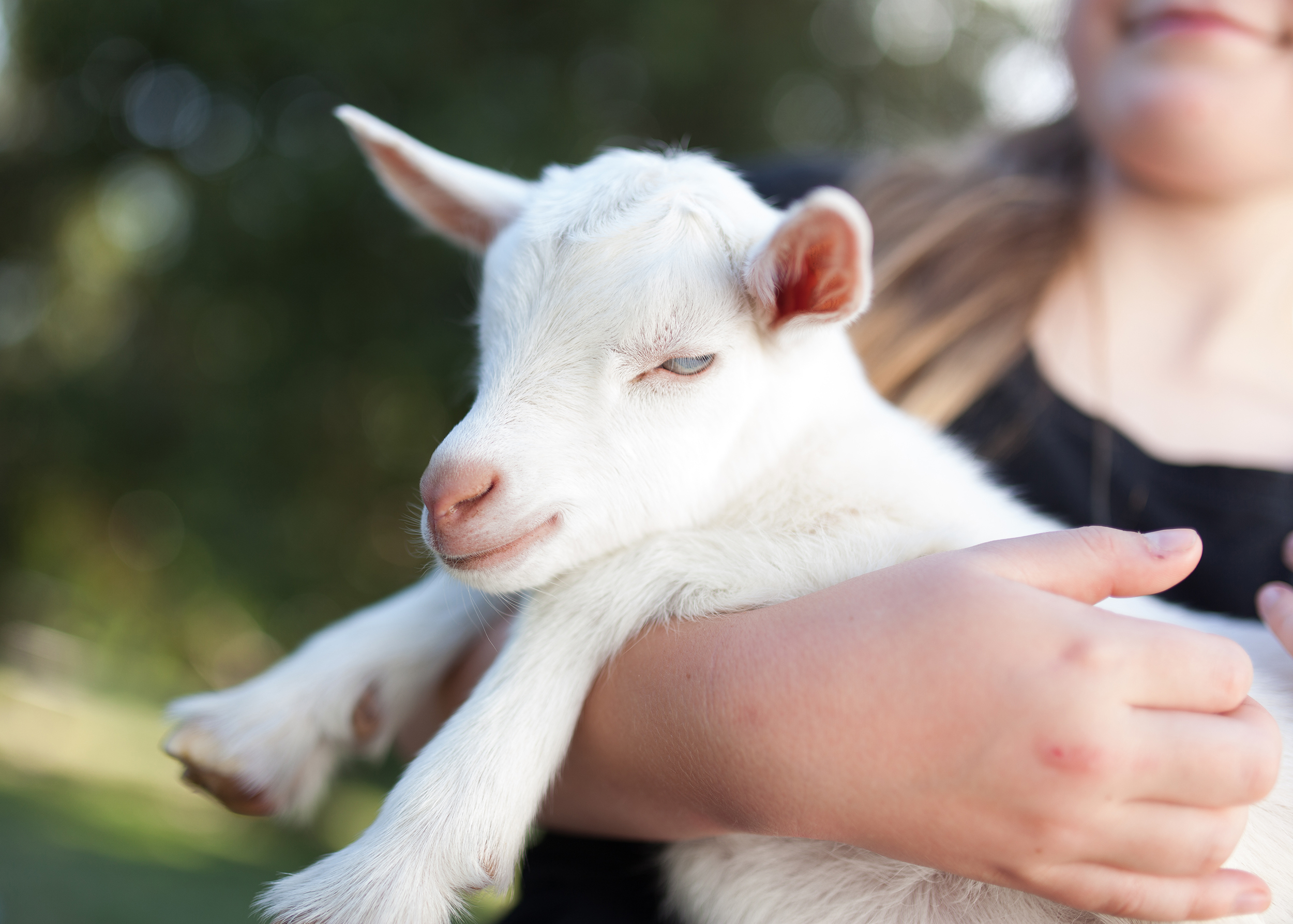 Feed Farmyard Animals